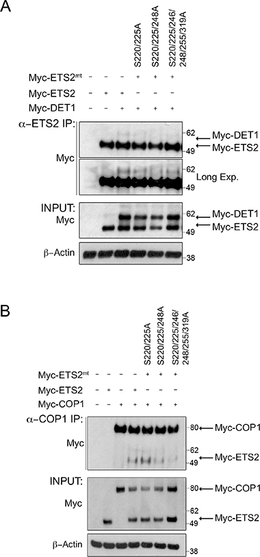 Alanine mutations of CDK10 serine phosphorylation sites in ETS2 disrupt DET1 binding and reduces COP1 interaction.