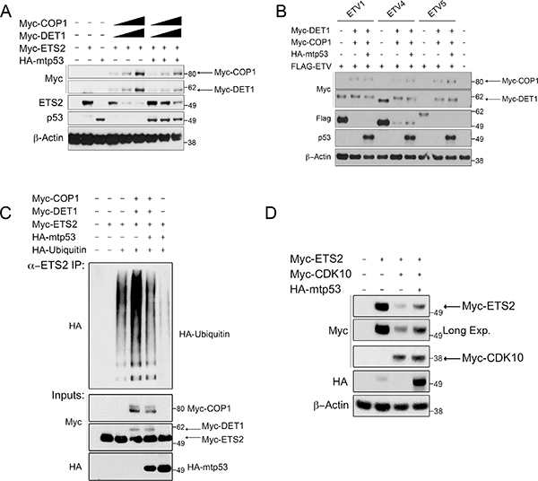 Mtp53 decreases ubiquitination and protects ETS2, and not other ETS proteins, from COP1 and DET1 degradation.