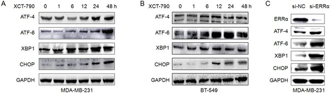 ER stress is involved in XCT-790 induced apoptosis.