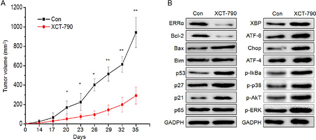 Inhibition of ERR&#x03B1; by XCT-790 inhibits the MDA-MB-231 xenograft growth in vivo.