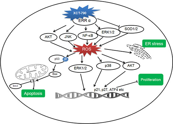 A proposed model to illustrate the mechanism of XCT-790 mediated growth arrest and apoptosis of TNBC cells.