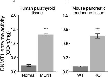 Increased enzymatic activity of DNMT1 in endocrine tumors from human MEN1 parathyroids and Men1 KO mice.