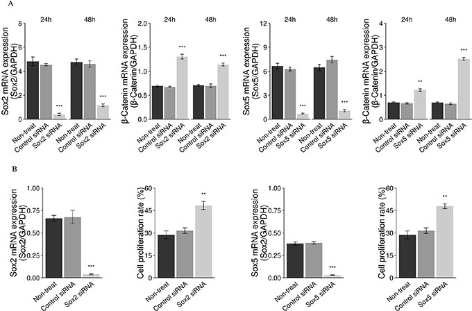 Downregulation of Sox2 genes with siRNA results in increased cell proliferation.