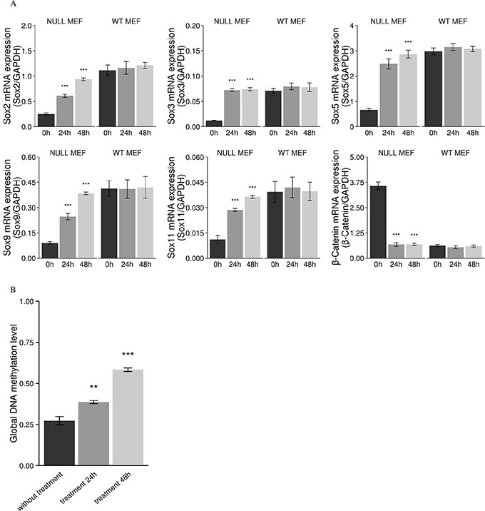 Increased mRNA expression of Sox genes, subsequent decreased mRNA expression of &beta;-catenin, and decreased global DNA methylation after treatment with the demethylating agent 5-aza-2'-deoxycytidine in Men1 null MEF cells.