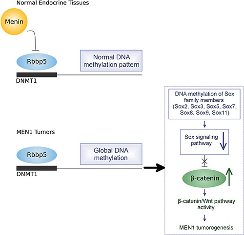Proposed model of epigenetic regulation of MEN1 tumorigenesis by DNA hypermethylation.