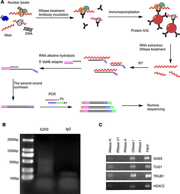 The modified RIP-seq approach for EZH2-interacting RNA profiling analysis.