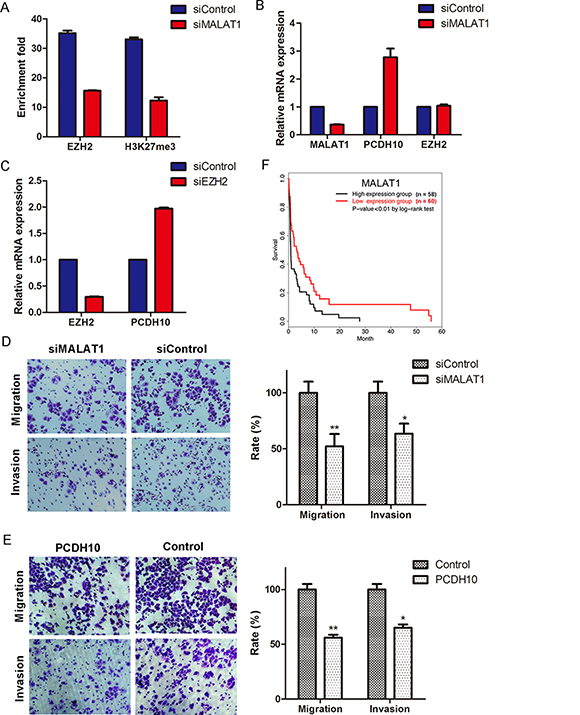 MALAT1 suppresses PCDH10 by interacting with EZH2 and promotes gastric cancer cellular invasion and migration.