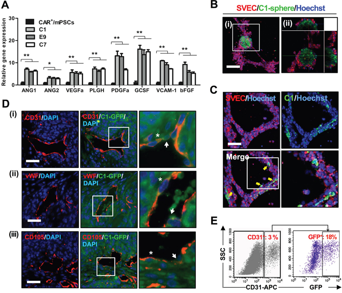 Angiogenesis potential of CAR+/mPSCsOct-4_hi.
