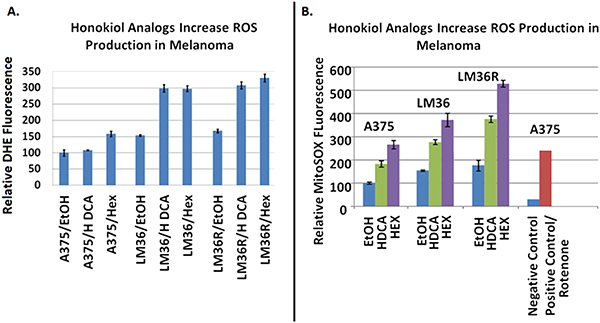 DHE fluorescence assays show Honokiol DCA and Hexafluoro increase overall superoxide levels.