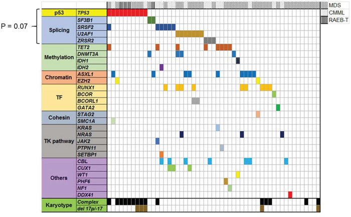 Landscape of well characterized myeloid driver mutations in 53 MDS/CMML patients whose bone marrow samples were sequenced by WES.