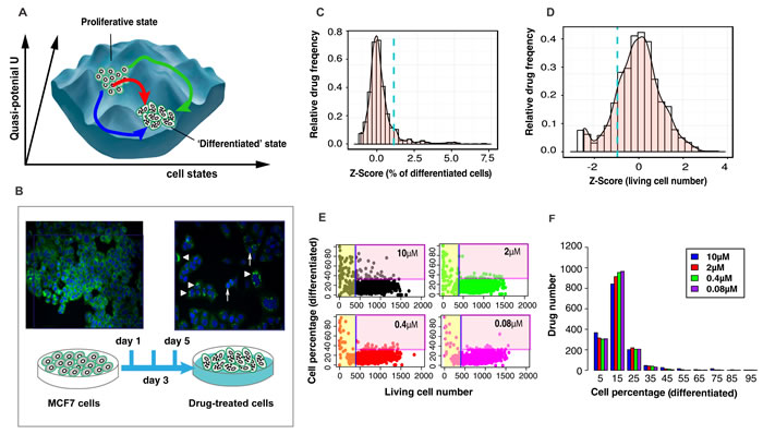 Experimental system and statistics of drug screening results.