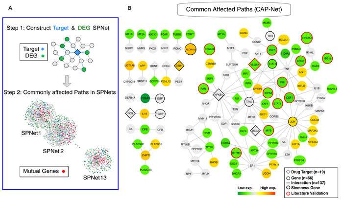 Commonly affected paths (CAP-Net) analysis.