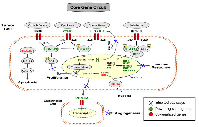 A core gene circuit of genes putatively involved in drug-induced MCF7 cell differentiation.