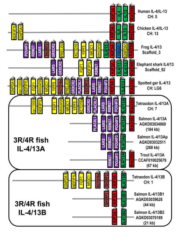 Gene synteny at the Th2 loci across vertebrates.