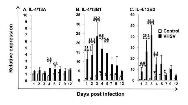 Modulation of the expression of trout IL-4/13A, B1 and B2 in kidney by VHSV infection.