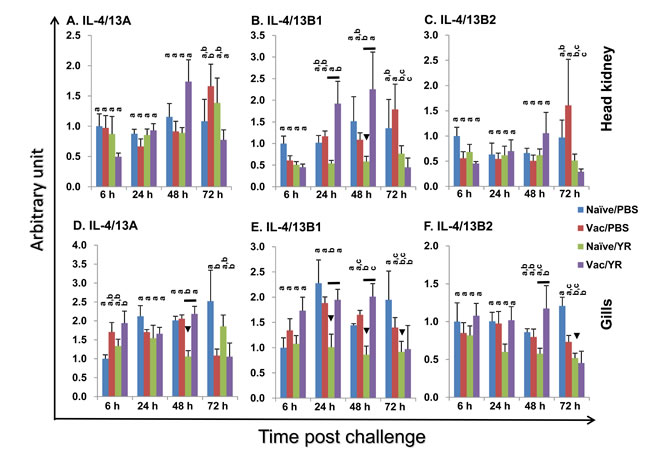 Modulation of the expression of rainbow trout IL-4/13A, B1 and B2 in head kidney