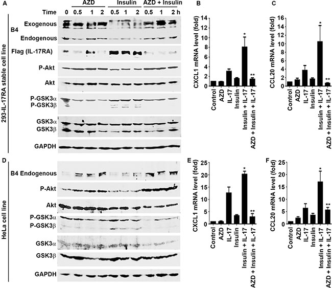 AZD5363 antagonizes insulin-induced enhancement of IL-17 responses through restoring IL-17RA phosphorylation.