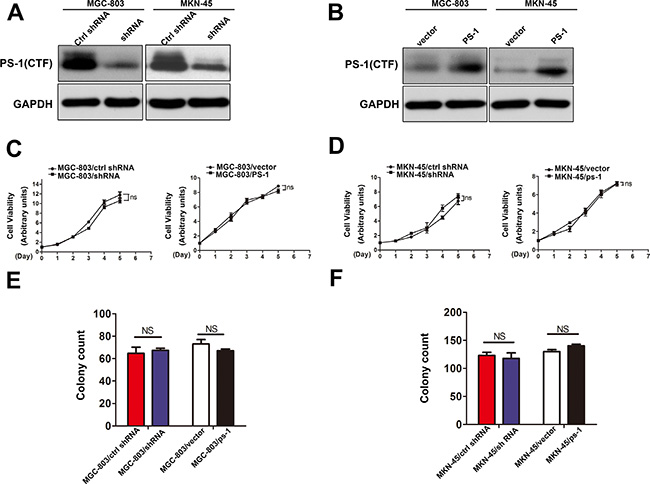 Effects of PS-1 on cell proliferation in human GC cells.