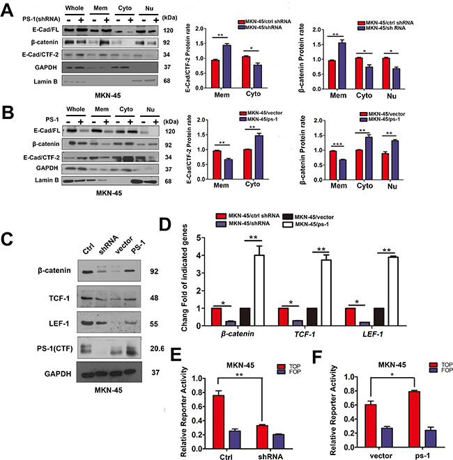 PS-1 affects the regulation and location of E-cadherin and &#x03B2;-catenin in GCs.