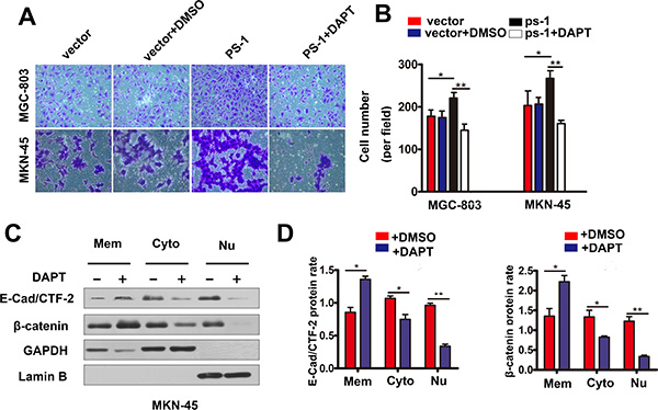 DAPT inhibits gastric cancer cell invasion thought the same way of knockdown PS-1.