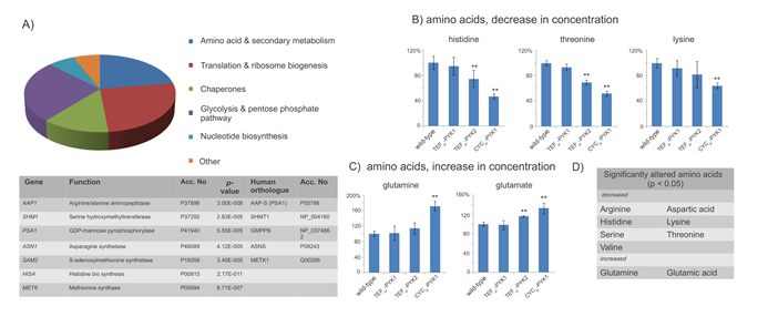 Amino acid and biosynthethic metabolism are targets of yeast PK.