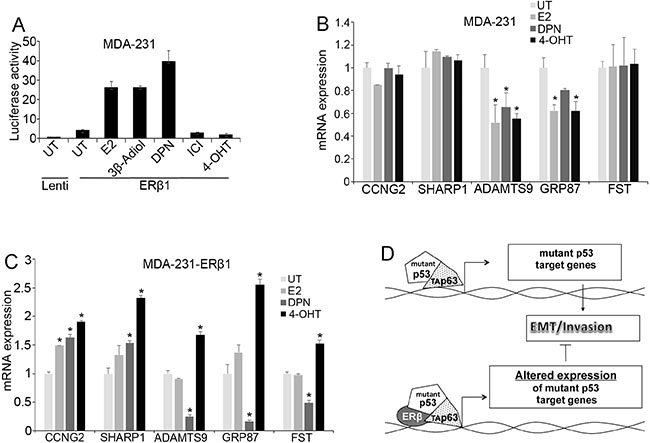 Effects of ER ligands on mutant p53 function.