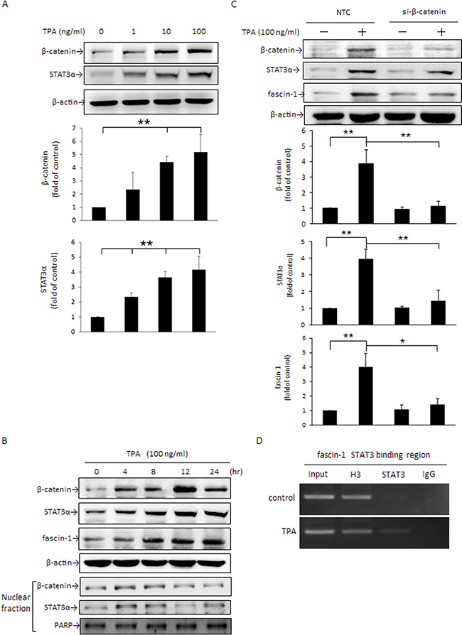 TPA induces cellular &#x03B2;-catenin and STAT3&#x03B1; protein expression and nuclear translocation and &#x03B2;-catenin siRNA abolishes TPA-induced STAT3&#x03B1; and fascin-1 expression in MCF-7 cells.