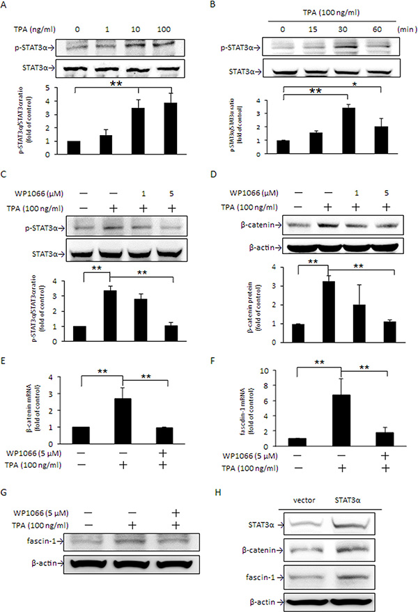 TPA increase in STAT3&#x03B1; phosphorylation up-regulates &#x03B2;-catenin and fascin-1 expression.