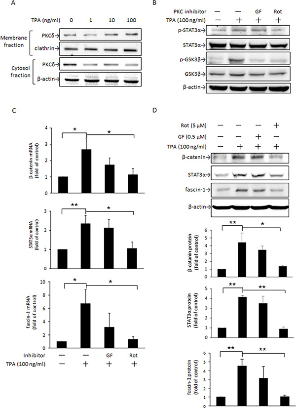 PKC is an upstream mediator of STAT3&#x03B1; and GSK3&#x03B2; phosphorylation induced by TPA.