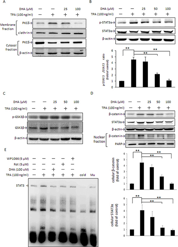 DHA inhibits TPA-induced PKC&#x03B4; activation, STAT3 DNA binding activity, &#x03B2;-catenin, and STAT3&#x03B1; expression.