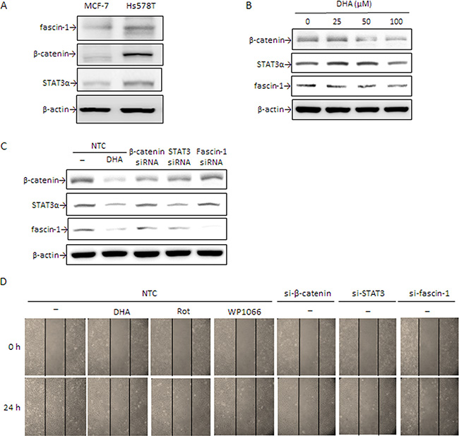 DHA and silencing of &#x03B2;-catenin, STAT3&#x03B1;, and fascin-1 suppress Hs578T cell migration.