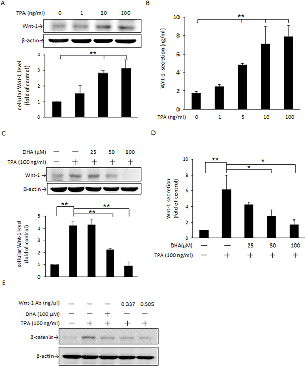 DHA inhibits TPA-induced Wnt-1 expression and extracellular secretion in MCF-7 cells.