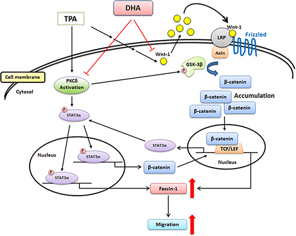 Scheme summarizing the TPA induction of fascin-1-dependent cell migration and the inhibition by DHA of TPA-induced MCF-7 cell migration via the down-regulation of PKC&#x03B4;- and Wnt-1-mediated signaling pathways.