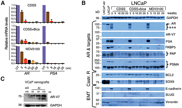 Loss of AR and PSA expression in LNCaP-CRPC cell lines.