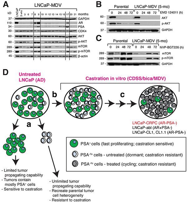 Dynamic molecular changes in AR/PSA and AKT/mTOR pathway molecules during chronic treatment of LNCaP cells with MDV3100 and a model.