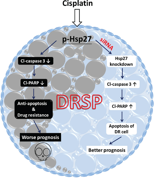 Diagrammatic illustration of the DRSP study model showing the functional role of p-Hsp27 and the p38 MAPK&#x2013;Hsp27 axis in drug resistance