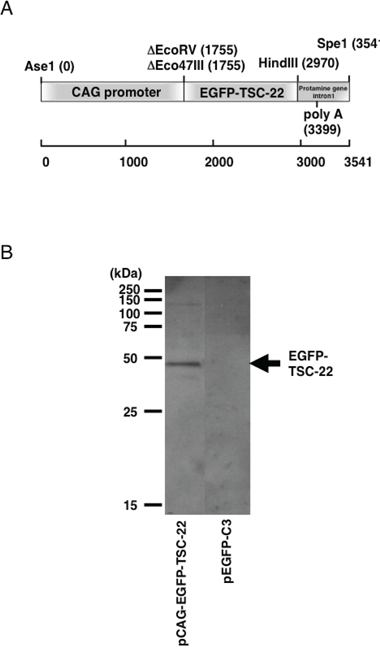 Structure and expression of the EGFP-TSC-22 fusion gene.