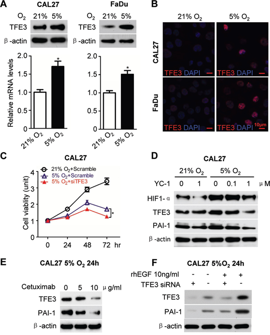 EGFR inhibition attenuated hypoxia induced TFE3 expression.