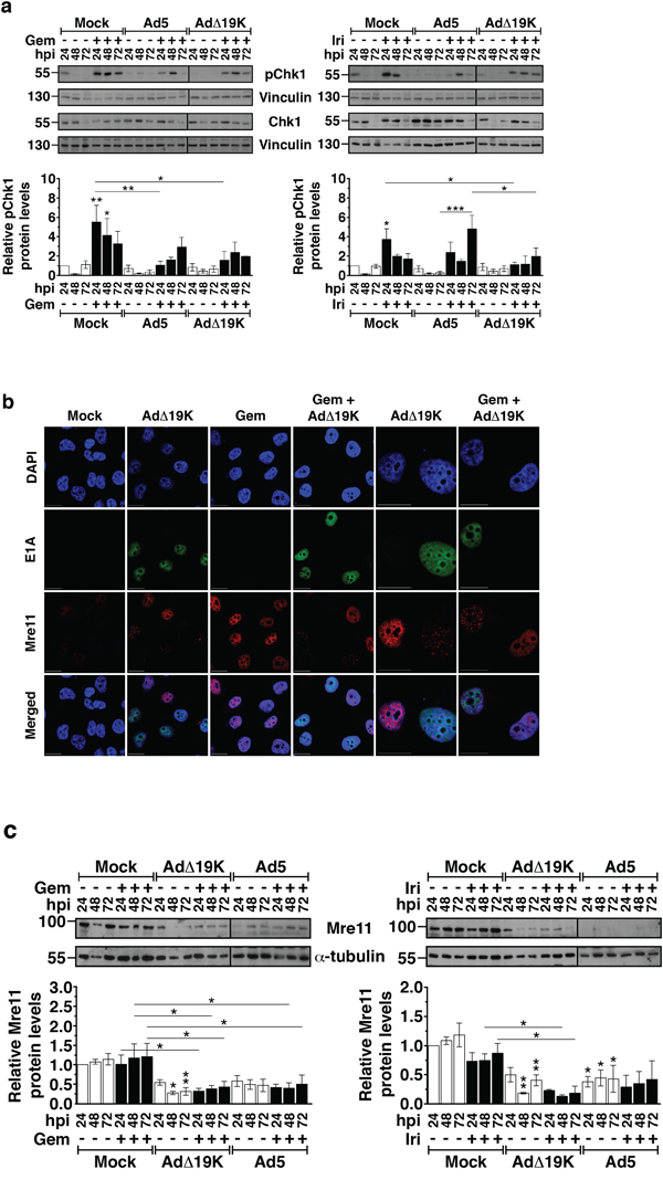 Ad&#x0394;19K attenuates the DNA damage response induced by gemcitabine and irinotecan.