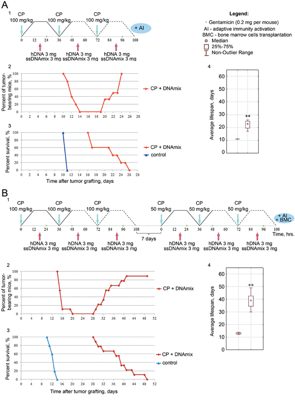 Analysis of a synergistic activity of CP and hDNA+ssDNA+ICL-ssDNA mixture against the ascites form of Krebs-2 tumor in mice.