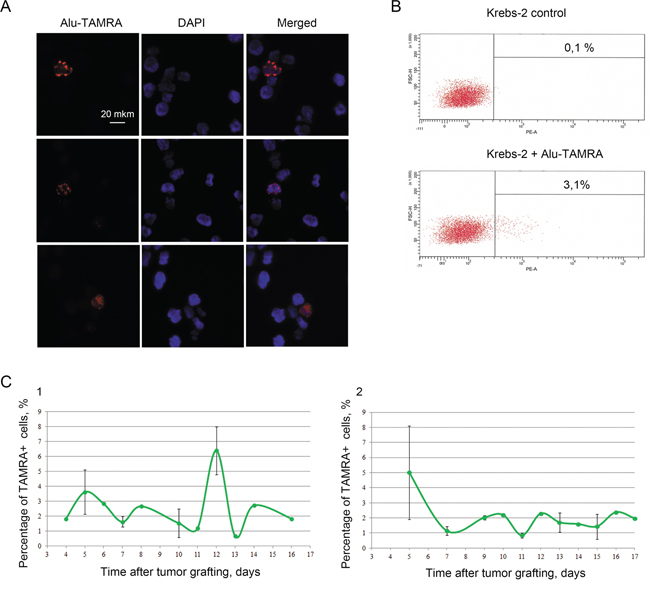 Cytofluorescence A. and flow cytometry B. analyses of Alu-TAMRA DNA internalization by TISCs present in Krebs-2 ascites.