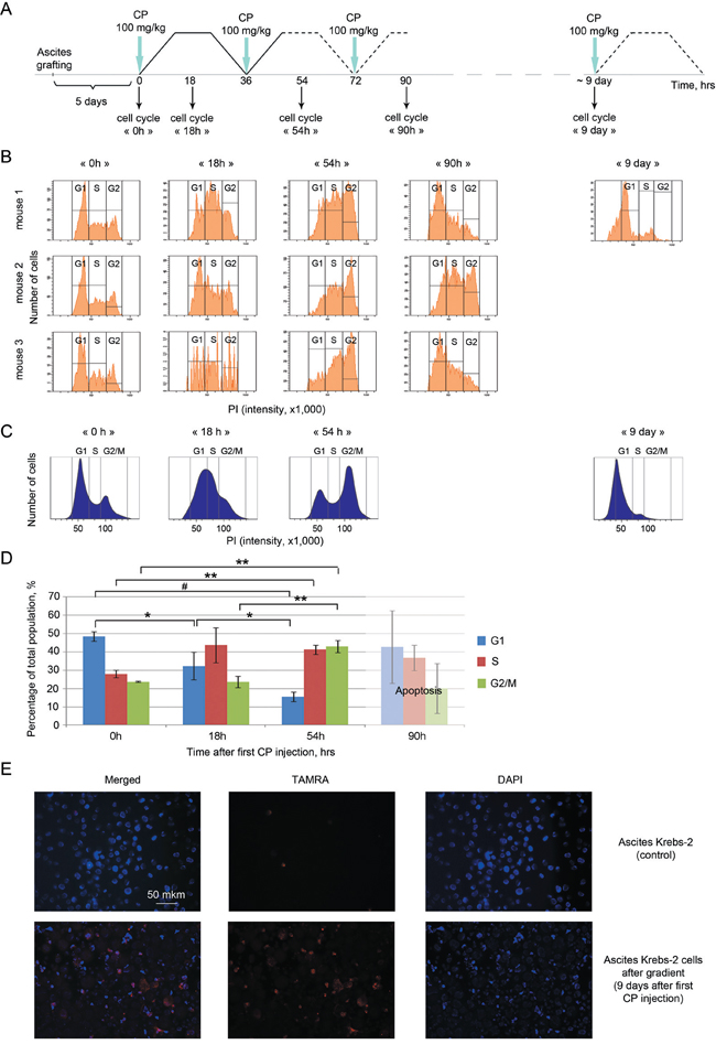 Cell cycle profiling of Krebs-2 ascites from mice that received the indicated therapies.