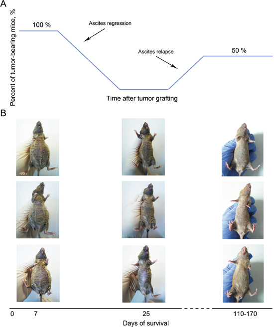 Overview of the therapeutic strategy to treat mice bearing Krebs-2 ascites using CP and dsDNA preparation.