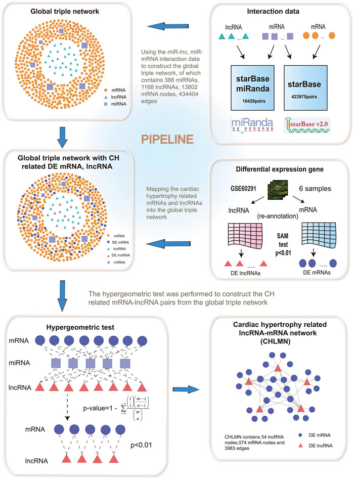 An integrative pipeline for the construction of global triple network and CHLMN.