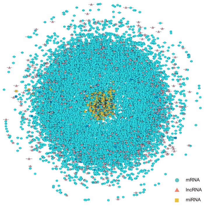 The view of global triple network.