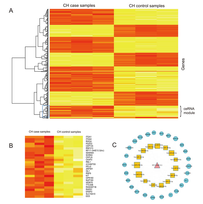 Cluster analysis of lncRNA RP11-344E13.3 and their mRNA neighbors in CHLMN.