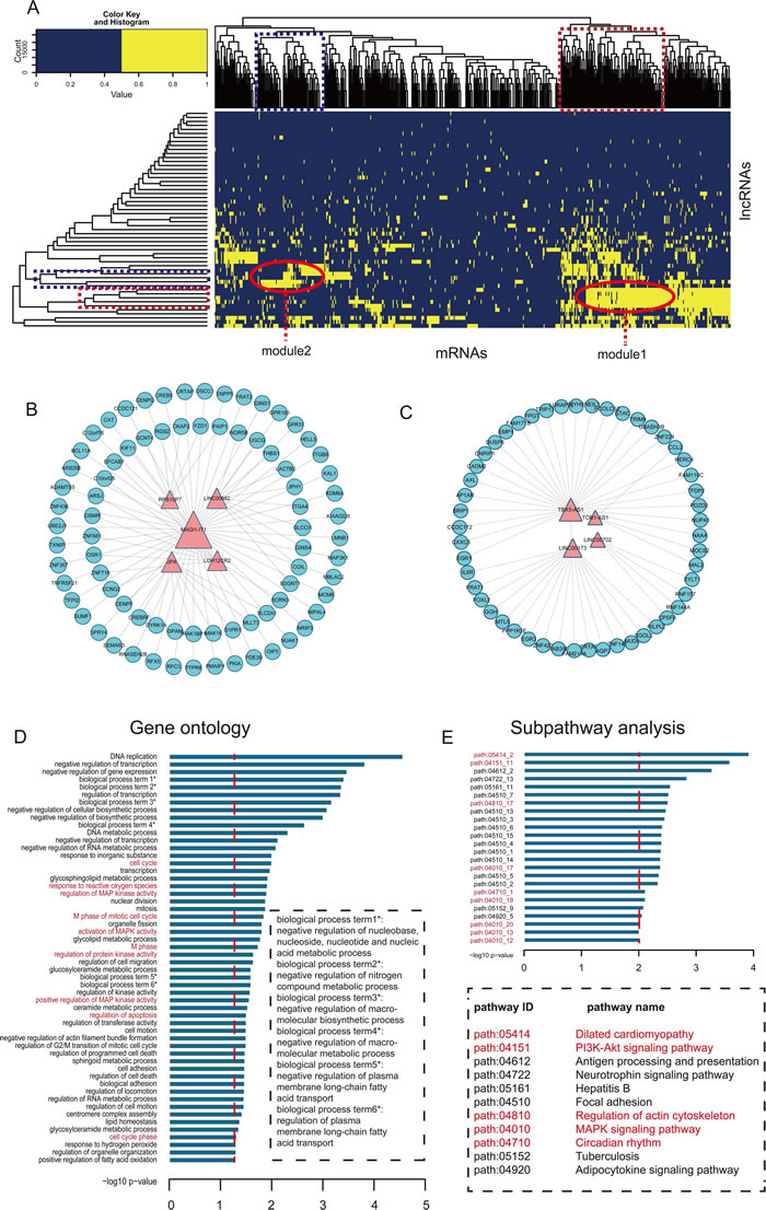 Module analysis of the interaction of lncRNAs and mRNAs.