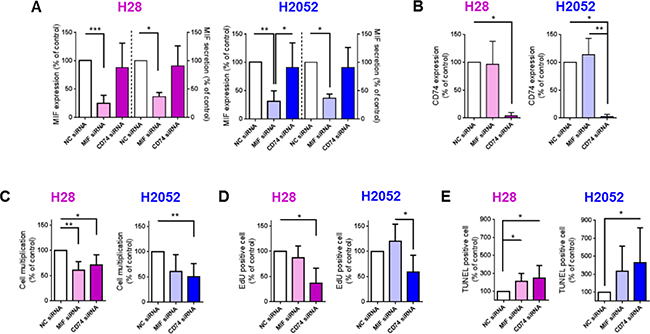 MIF and CD74 promote H28 and H2052 cell multiplication in vitro, increasing cell proliferation and decreasing cell apoptosis.