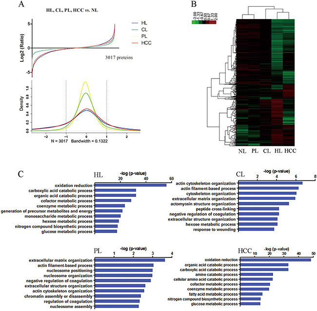 Global protein expression patterns on the spectrum of multistep hepatocarcinogenesis and biological functional annotation.