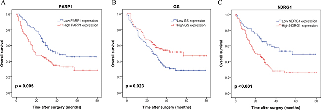 Kaplan-Meier survival curves with regard to overall survival according to PARP1, GS and NDRG1 protein expression in 180 patients with HCC (log-rank test).
